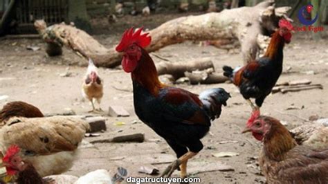 dagatructuyenvn.com|Dagatructuyenvn.com .
